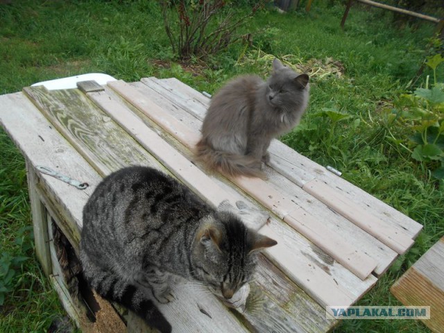 Жизнь домашнего приюта для котеек 126