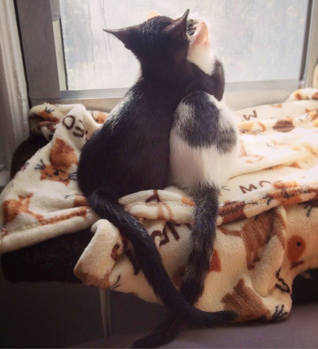 Прикольные животные