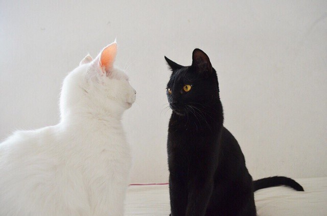 Коты из сети