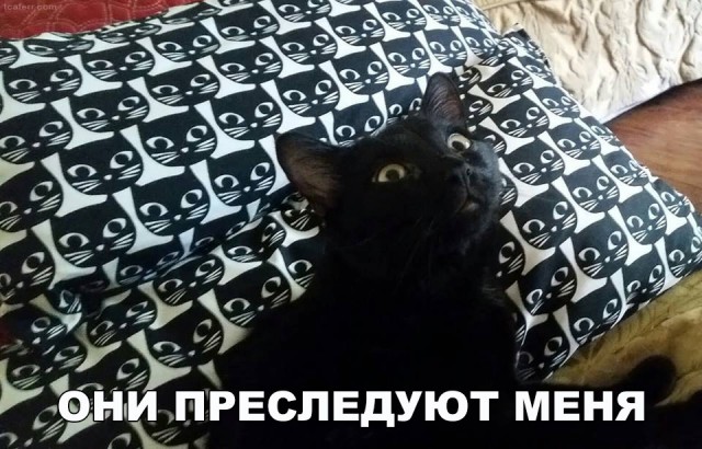 Коты из сети