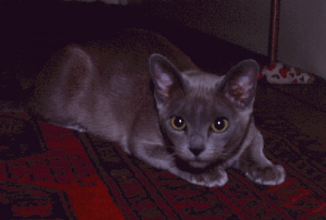 Коты из сети