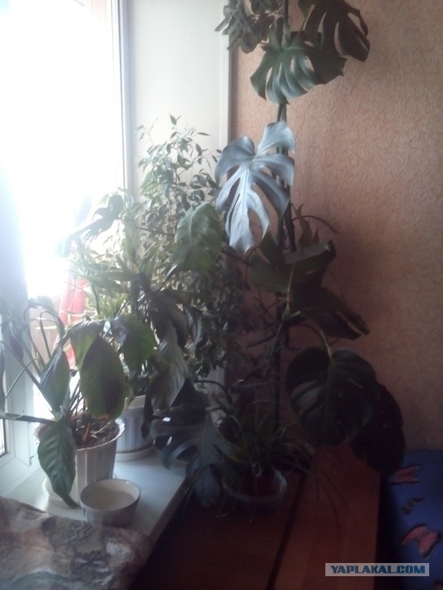 Сад дома.