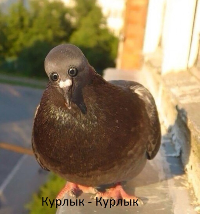 Тупеж и деградация