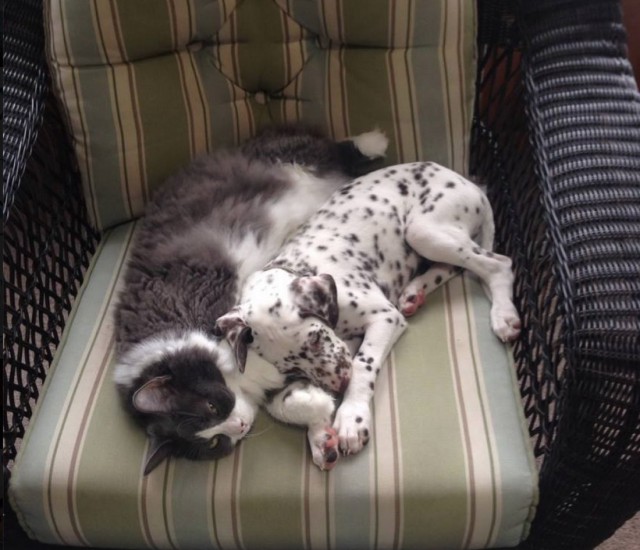 Коты и Кошки
