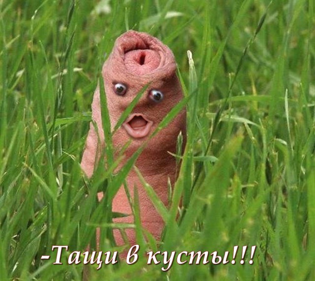 Обычная девушка, но сисек не будет
