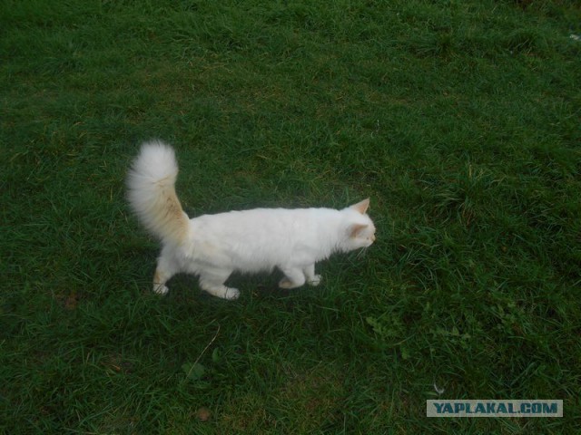 Жизнь домашнего приюта для котеек 184