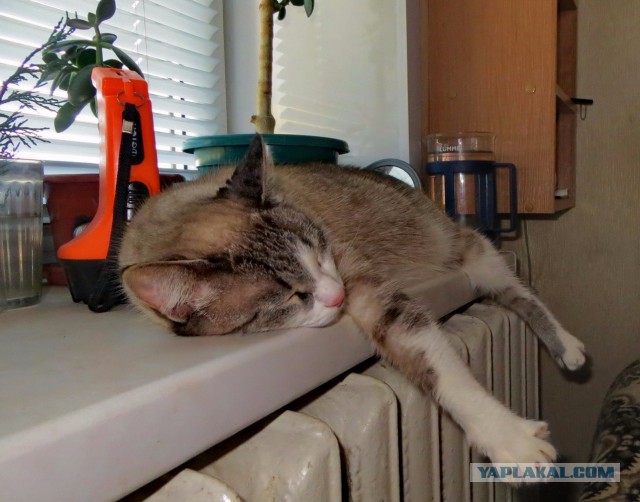 Мы не рабы! Рабы не мы! (котовторнику посвящается)