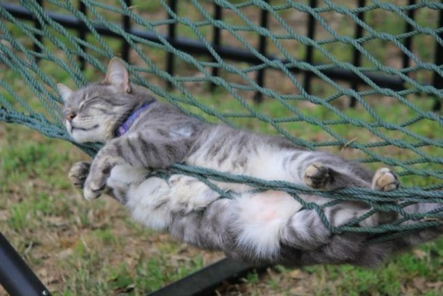 Коты и Кошки