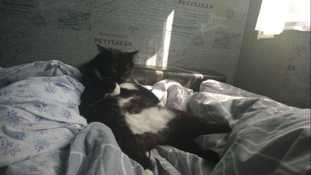 Котовторник 28.11.2017