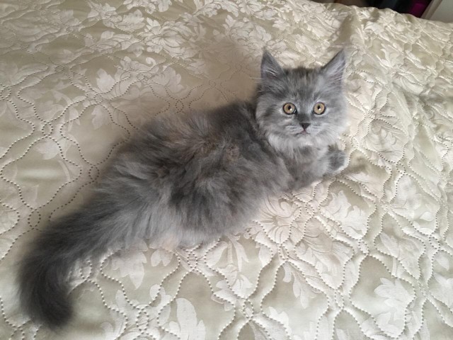 Коты и Кошки