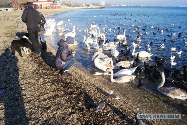 Зимний Крым. Случайно поехали, не дома же праздники сидеть