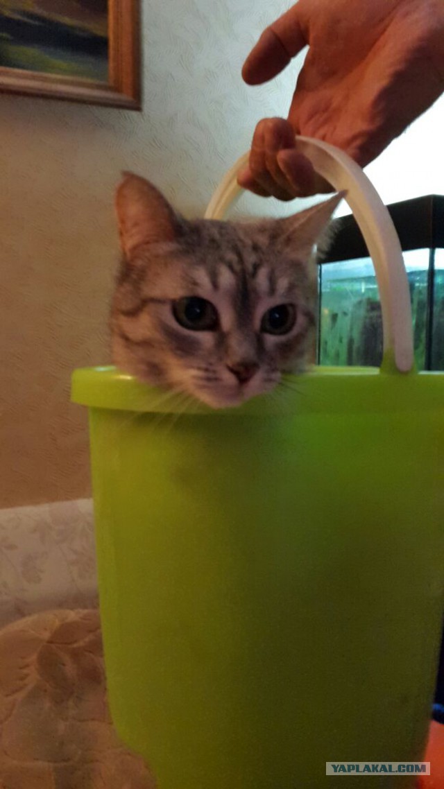 Котовторник 16.01.2018
