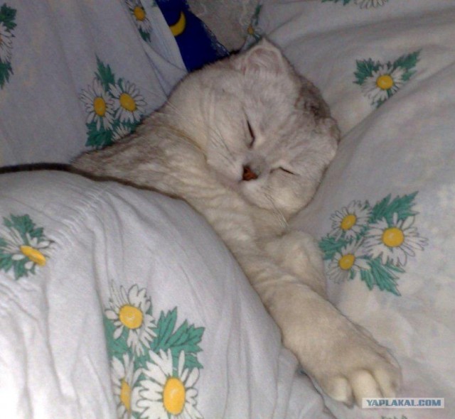 Котовторник на ЯПлакалъ!