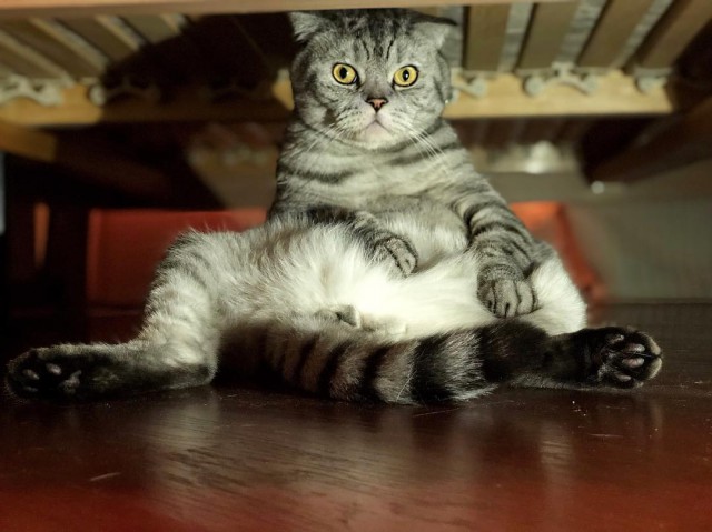 Прикольных котов пост