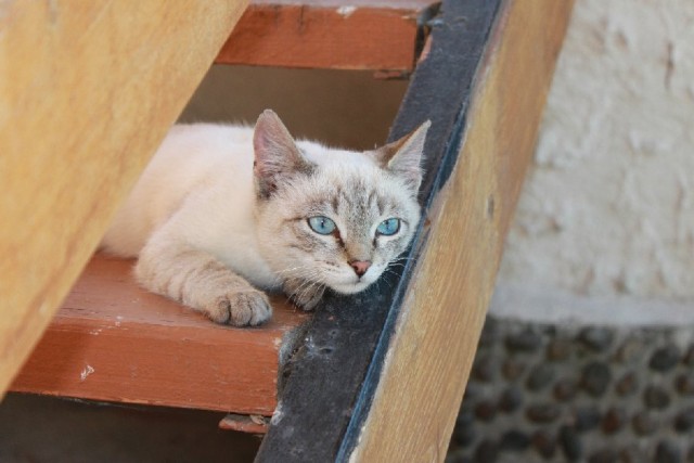 Котовторник на 24 августа