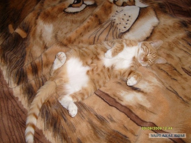 Как же можно про котовторник забыть?!