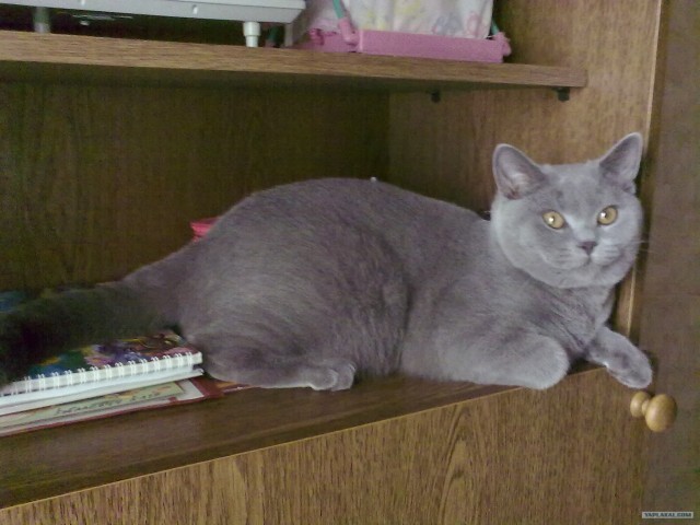 Котовторник - С праздником, котоводы!