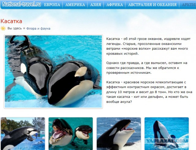 Косатки гоняются за катером
