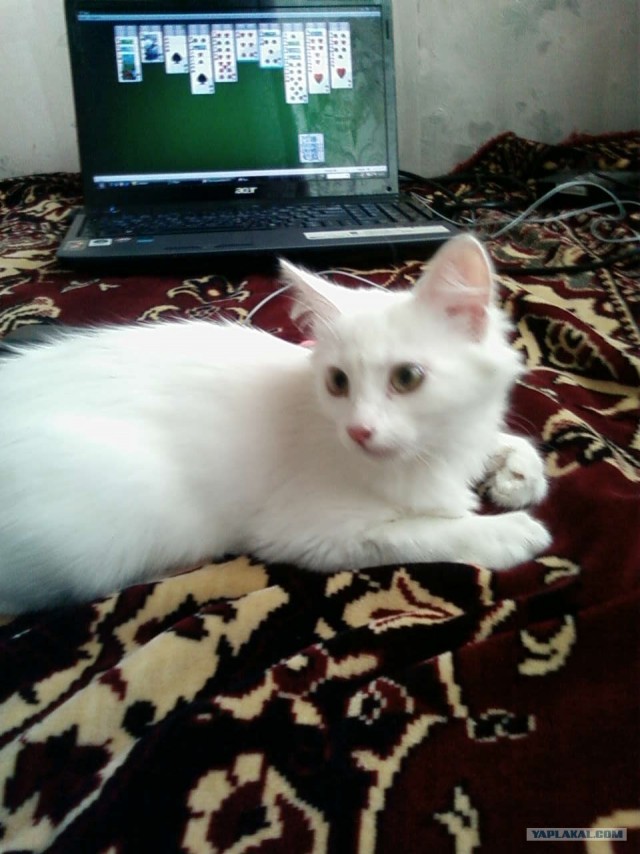 Котовторник. А как же?!
