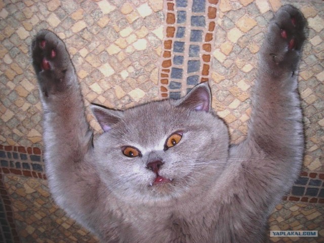 Котейкин вторник! Космический 12.04!