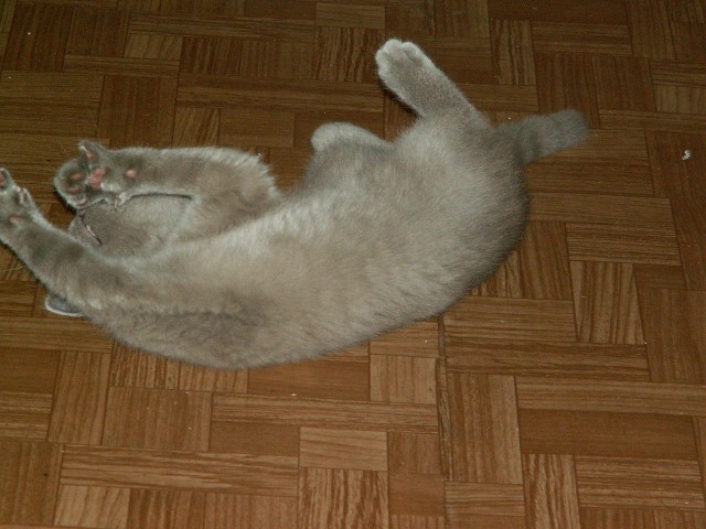 Котовторник с Максом