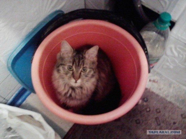 Котовторник 1.11.11