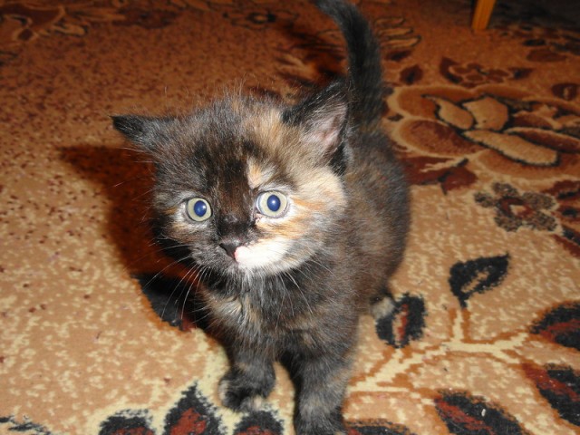 Котовторник 22.11.11