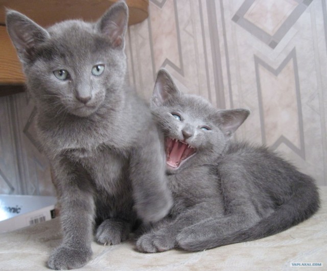 Котовторник (14.02.2012)