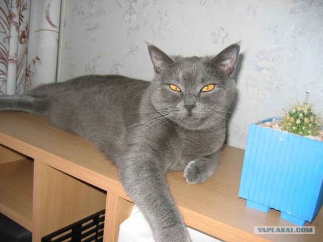 Котовторник (28.02.2012)