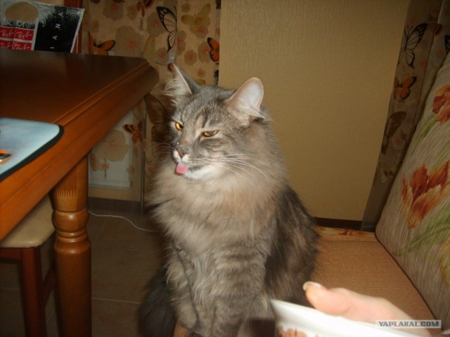 КОТОВТОРНИК (6.03.2012)