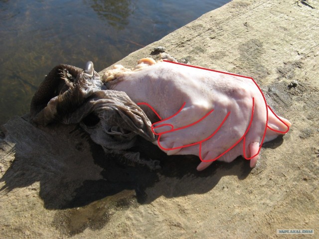 Неведомая хня