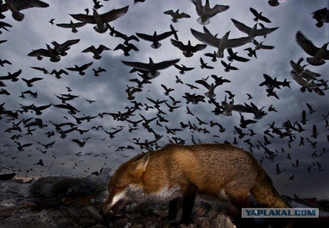 Пугающая природа