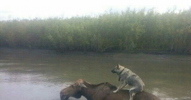 Преимущество высокого клиренса