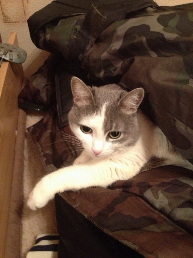 Новогодний Котовторник 01.01.2013