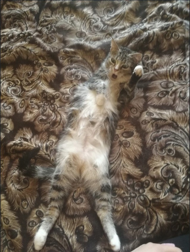 Забавные фото котеек