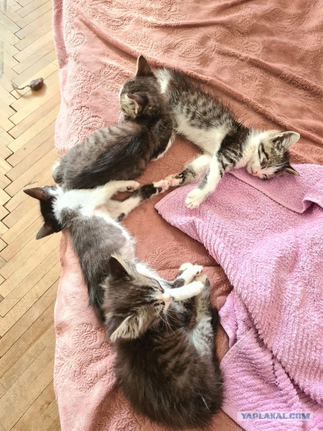 Жизнь домашнего приюта "Котоленд" 252