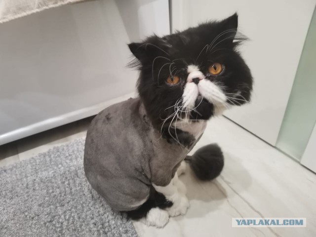Жизнь домашнего приюта "Котоленд" 253