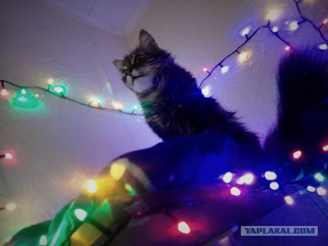 Котовторнику посвящается