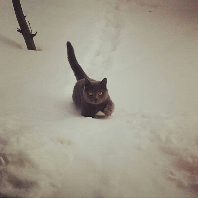 А вы ставили кота на снег?