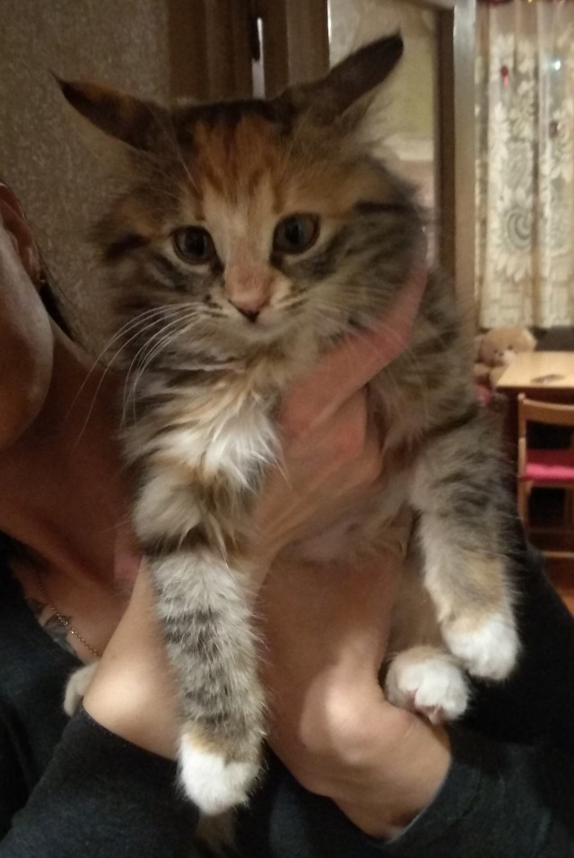 Котовторнику быть!