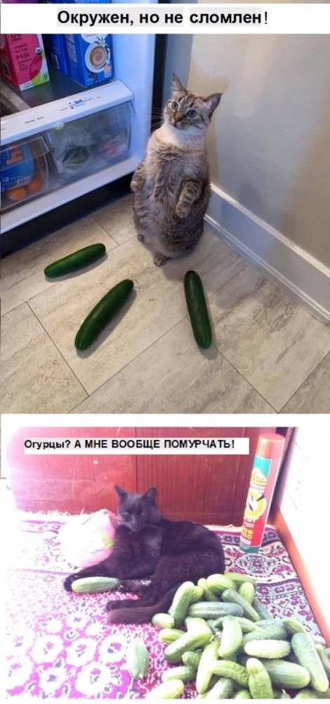Всех кошатников с Праздником!