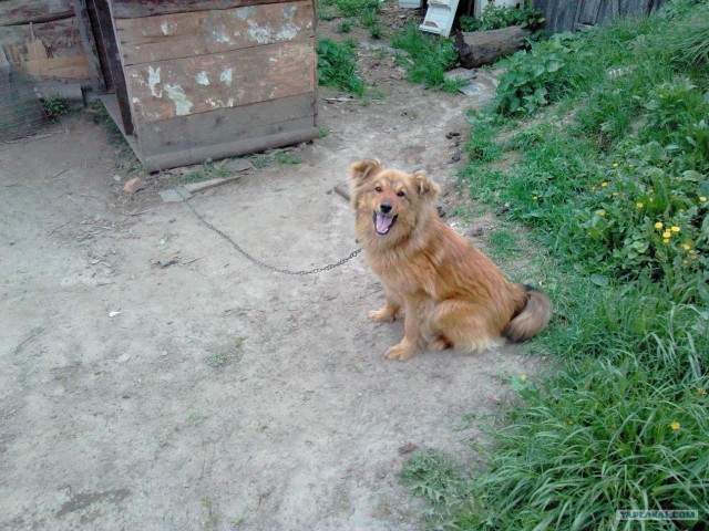 Бойцовская собака без намордника в фотосалоне