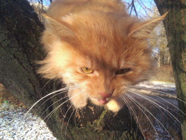 К котовторнику