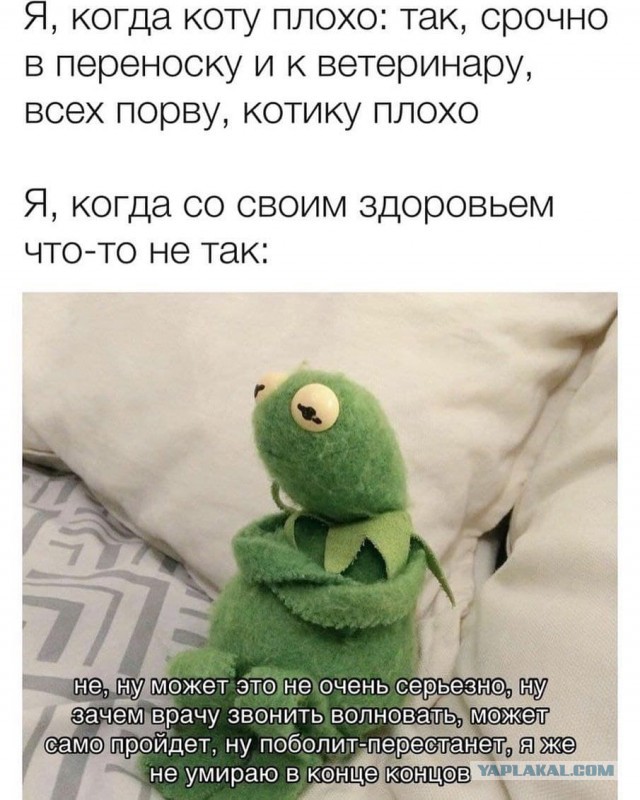 Веселые картинки и видосики