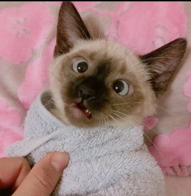 Котовторник вроде.