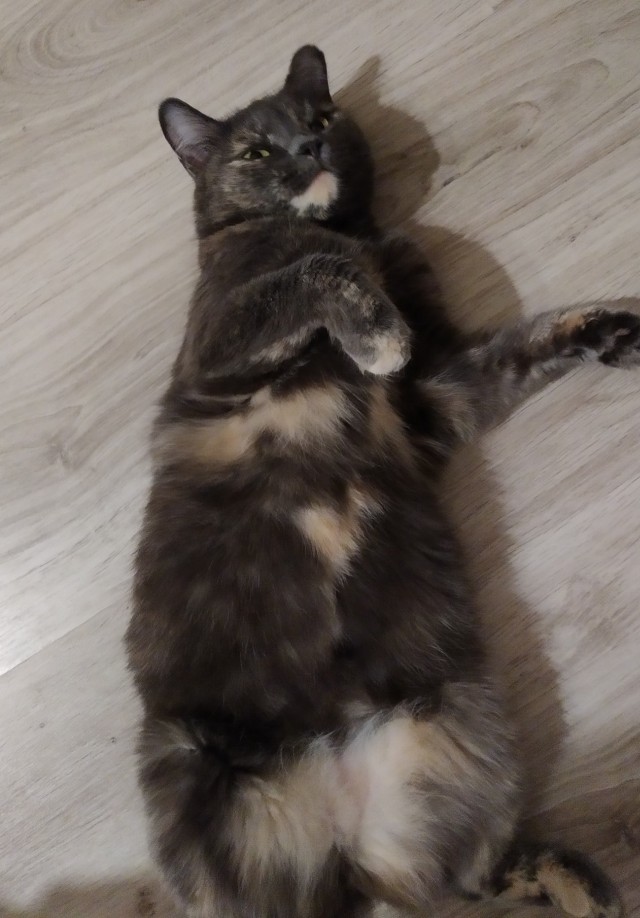 Ну, поехали в котоввторник!