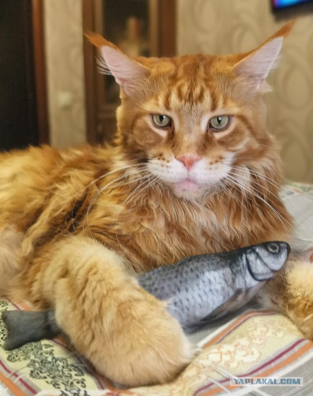 А это мой котан к котовторнику