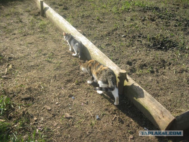 Жизнь домашнего приюта для котеек 397