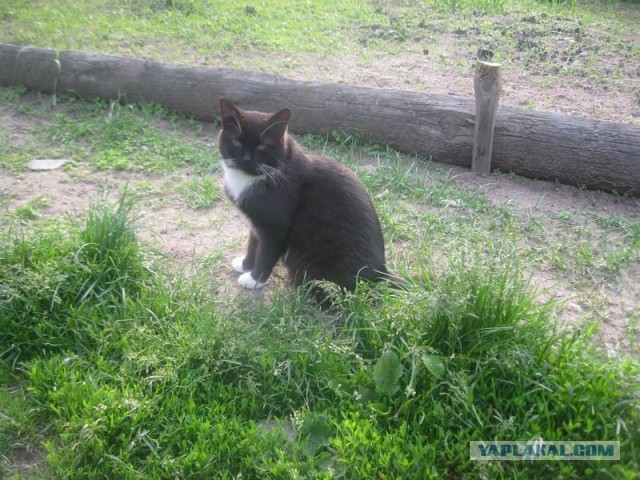 Жизнь домашнего приюта для котеек 398