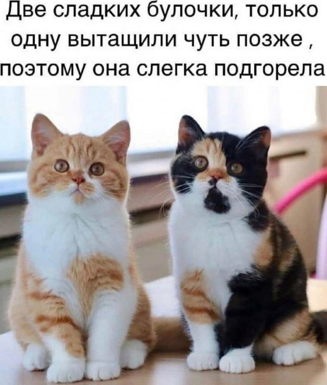 Забавные шутки, фразы, картинки из этих ваших интернетов